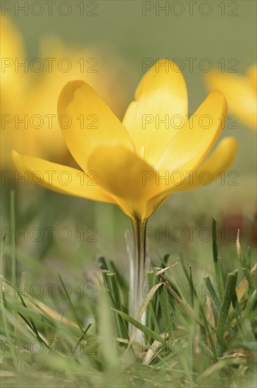 Golden crocus or dutch yellow crocus (Crocus flavus), North Rhine-Westphalia, Germany, Europe