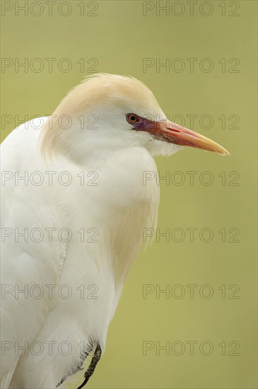 Cattle egret (Bubulcus ibis), portrait, Camargue, France, Europe