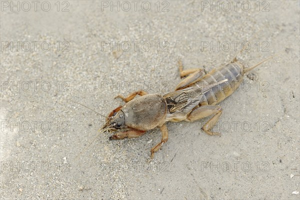 European mole cricket (Gryllotalpa gryllotalpa), Camargue, Provence, southern France