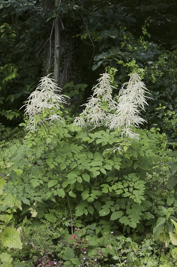 Forest honeysuckle (Aruncus dioicus, Aruncus sylvestris), flowering, North Rhine-Westphalia,