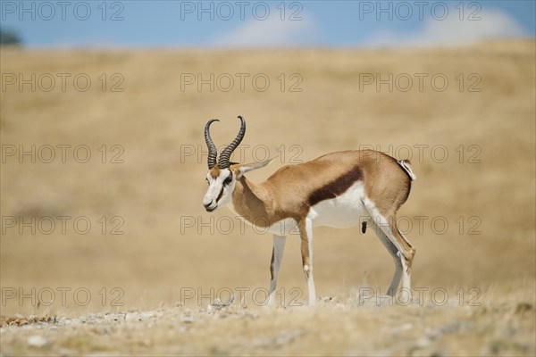 Springbok (Antidorcas marsupialis), standing in the dessert, captive, distribution Africa