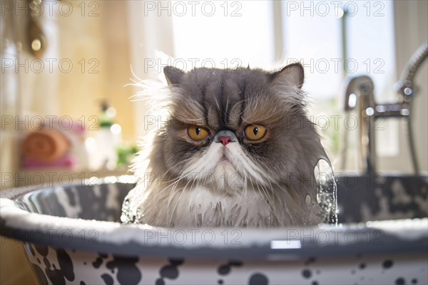 Persian cat taking a bath. AI generated