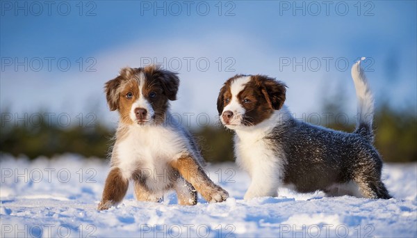 KI generated, dog, dogs, puppy, one, two, three, play, snow, winter, autumn leaves, blue sky,