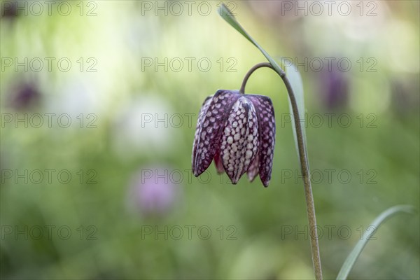 Snake's head fritillary (Fritillaria meleagris), Emsland, Lower Saxony, Germany, Europe