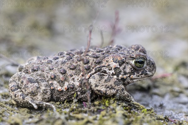 Natterjack toad (Epidalea calamita), Emsland, Lower Saxony, Germany, Europe