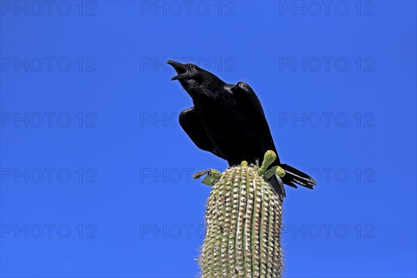 Chihuahuan raven (Corvus cryptoleucus), adult, calling, on saguaro cactus, Sonoran Desert, Arizona,