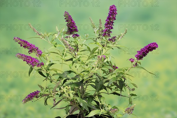 Butterfly-bush (Buddleja davidii), summer lilac, common summer lilac, butterfly bush, lilac spear,