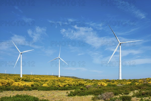 Green renewable alternative energy in Portugal, wind generator turbines among Cytisus flower shrubs