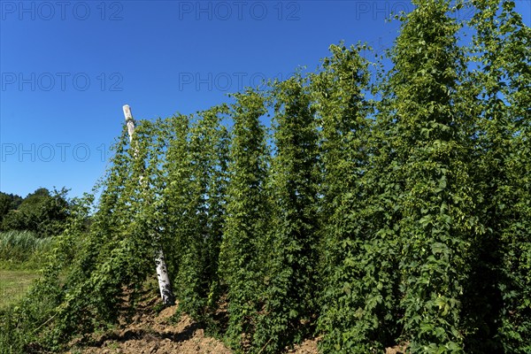 Hop growing area of the Bitburger brewery, Siegelhopfen, for the Bitburg Pils beer, near Irrel,