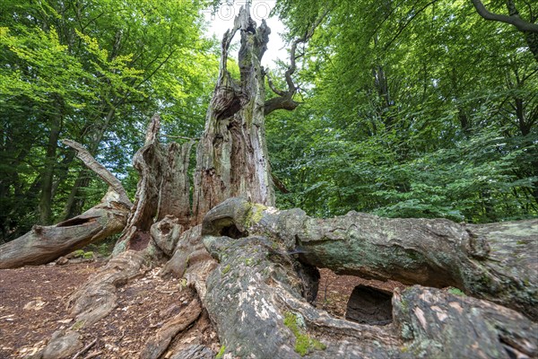 The Sababurg primeval forest, or primeval forest in the Reinhardswald, is a 95-hectare biotope