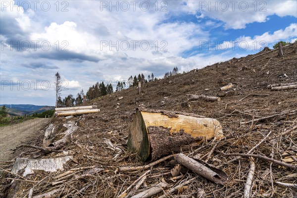 Forest dieback in Sauerland, north of Lüdenscheid, cleared area, diseased trees, over 70 per cent