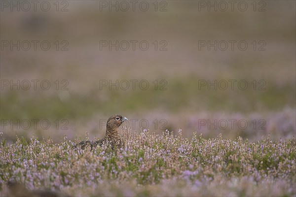 Red grouse (Lagopus lagopus scotica) adult female bird amongst flowering heather on a moorland in