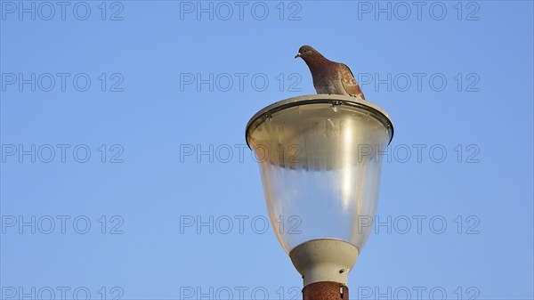 Dove sitting on a street lamp against a clear blue sky, harbour area, Rhodes Town, Rhodes,