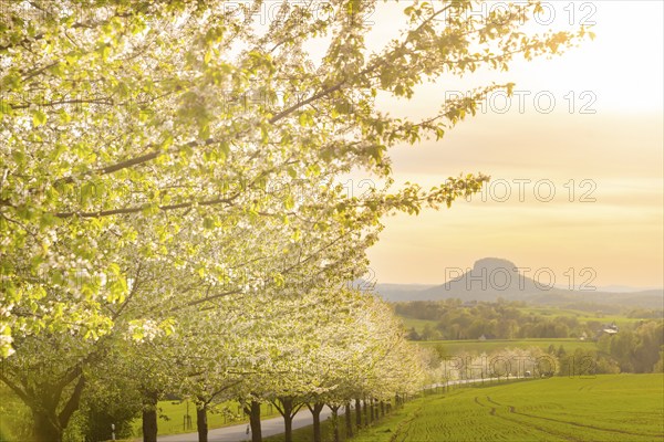 Spring in Saxon Switzerland, Altendorf, Saxony, Germany, Europe
