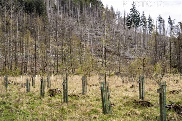 Newly planted trees, dead spruce forest in the background, forest dieback in the Arnsberg Forest