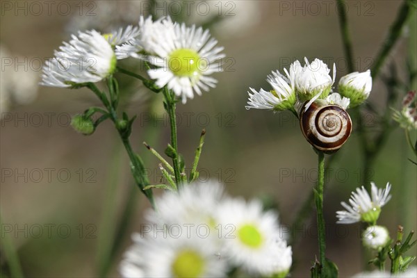 Small snail in a garden, July, Germany, Europe