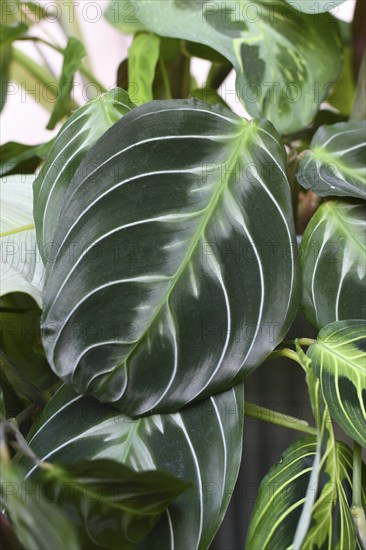Close up of leaf of exotic 'Maranta Leuconeura Cat Moustache' houseplant