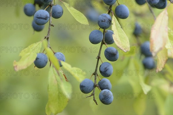 Branch with blue berries, Blackthorn (Prunus spinosa), Bavaria