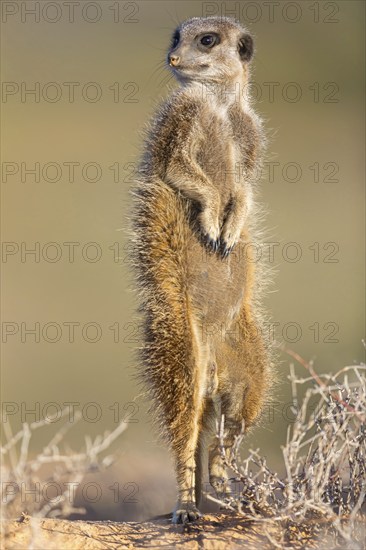 Meerkat (Suricata suricatta), mongoose family, Oudtshoorn Ward 2, Oudtshoorn Local Municipality,