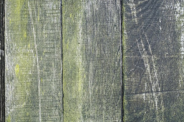 Board wall, wooden wall with verdigris, texture, background, North Rhine-Westphalia, Germany,