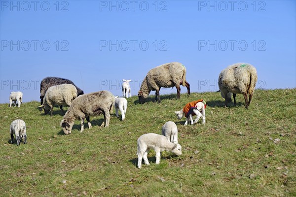A flock of sheep grazing on a green pasture under a blue sky, Elbe dike, Hitzacker, Damnatz,