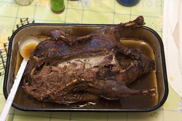 Partly cooked roast duck in a roasting pan on the table, Bavaria, Germany, Europe