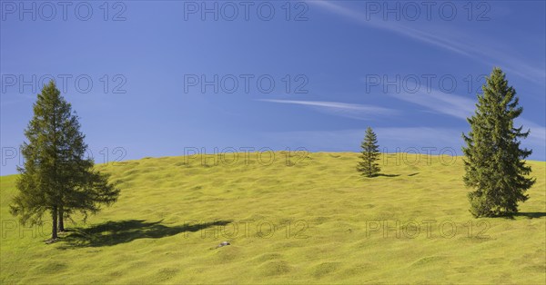 Humpback meadows between Mittenwald and Krün, Werdenfelser Land, Upper Bavaria, Bavaria, Germany,