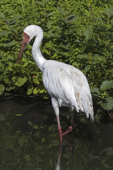 Siberian crane, Siberian white crane, snow crane (Leucogeranus leucogeranus) foraging in shallow