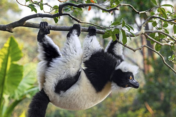 Black-and-white ruffed lemur (Varecia variegata) in tree, Andasibe-Mantadia National Park,
