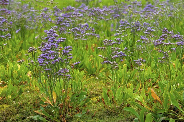 Common sea-lavender (Limonium vulgare) in flower in saltmarsh, salt marsh along the North Sea coast