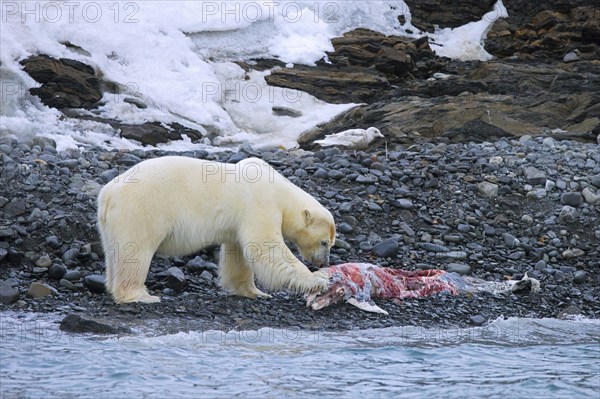 Solitary polar bear (Ursus maritimus) eating from beached dolphin carcass along the Svalbard coast