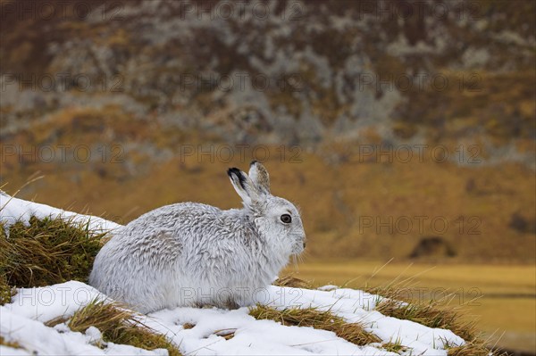 Mountain hare, alpine hare, snow hare (Lepus timidus) in white winter pelage resting in the hills