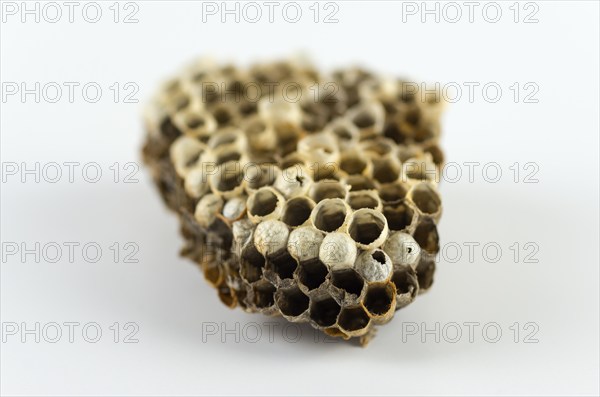 Close-up of an empty wasp nest of cells, against a white background, Lower Saxony, Germany, Europe