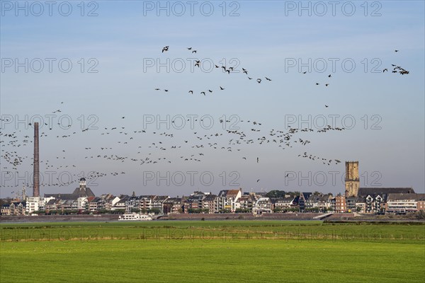 Skyline of Emmerich, on the Lower Rhine, pastures on the left bank of the Rhine, cows, flock of