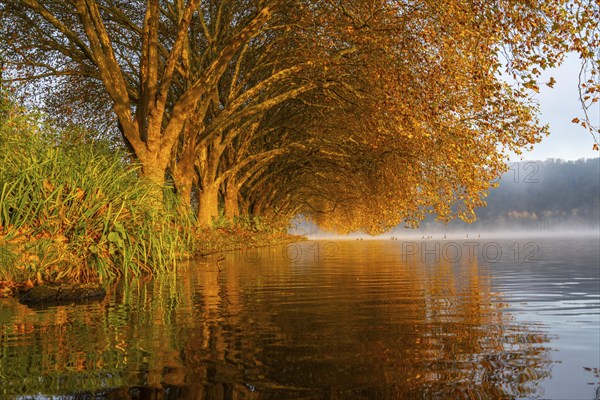 Autumn colours at the Platanen Allee, Hardenberg Ufer, lakeside path at Lake Baldeney, near Haus