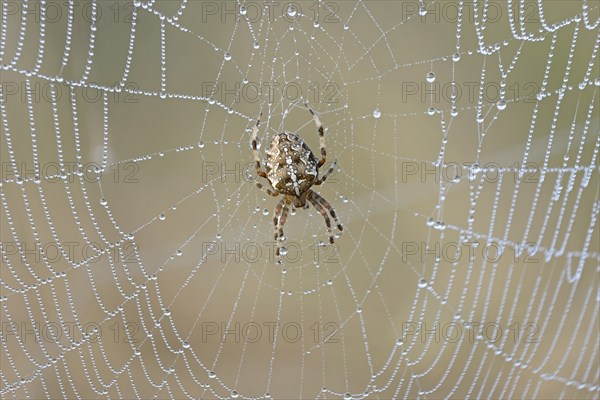 European garden spider (Araneus diadematus) in a web with morning dew, North Rhine-Westphalia,