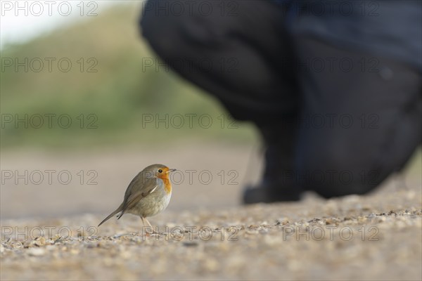 European robin (Erithacus rubecula) adult bird on a footbath close to a person, Norfolk, England,