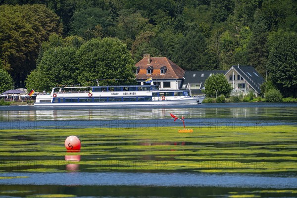 Green carpet of plants on Lake Baldeney in Essen, proliferating aquatic plant Elodea, waterweed, an