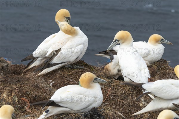 Breeding gannets (Morus bassanus) colony on the red sandstone cliffs of the offshore island of