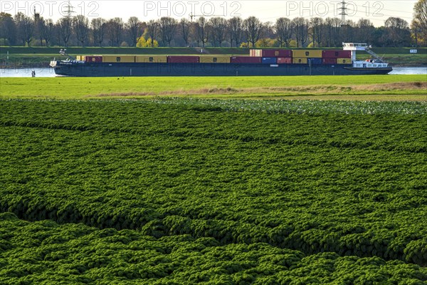 Kale field, growing area in the south of Düsseldorf, Volmerswerth district, cargo ship on the