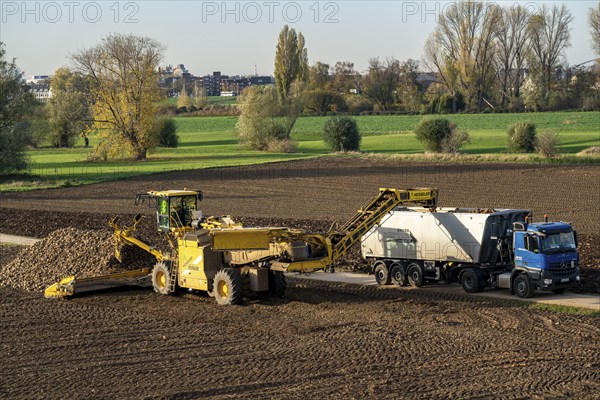 Sugar beet harvest, loading the harvested beet onto a lorry with a self-propelled cleaning loader