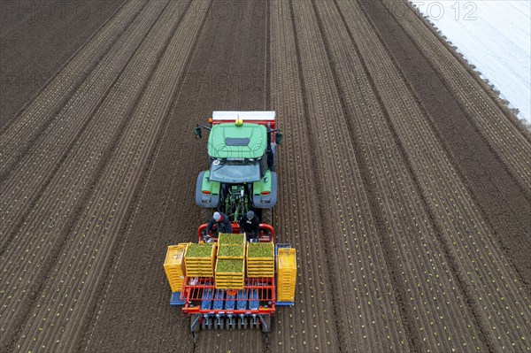 Lettuce plants are planted with a planting machine, Agriculture, Spring