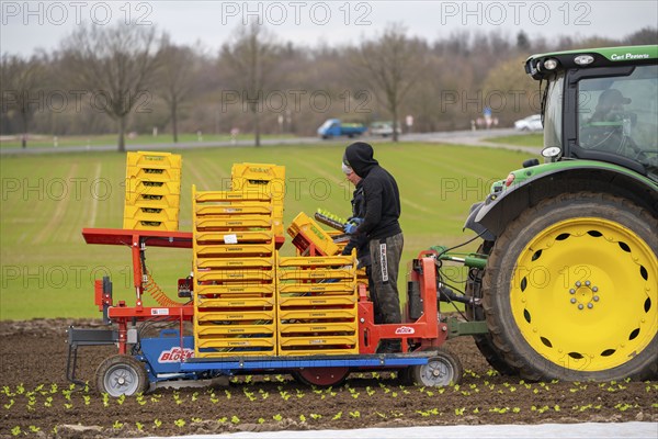 Lettuce plants, in press pots, they are planted in a field with a planting machine, agriculture,