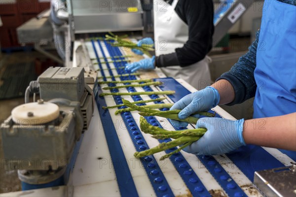 Asparagus farm, green asparagus is washed, cut and sorted by quality after harvesting, near