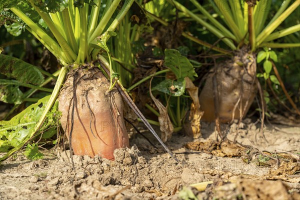 Agriculture, fodder beet, beetroot, Beta vulgaris subsp, growing in a field