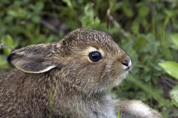 Young mountain hare, (Lepus timidus), young hare, portrait, Finland, baby animals, Finland, Europe