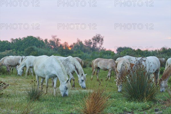 A herd of white Camargue horses in a wide meadow under a soft pink evening sky, Camargue, France,