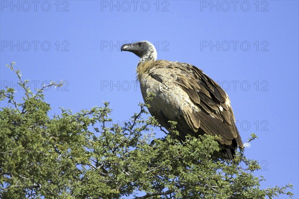 White-backed vulture, (Gyps africanus), resting in the morning Kalahari Gemsbok NP, South Africa,