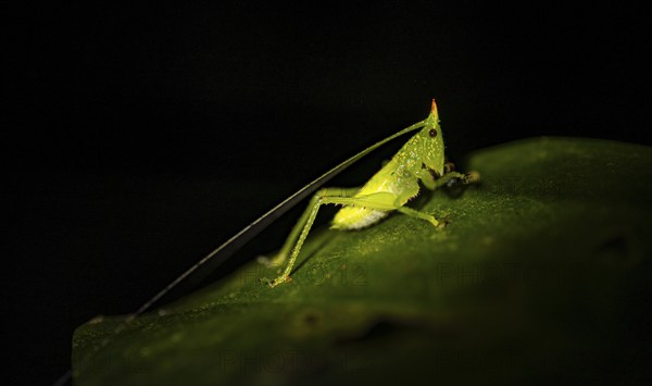 Green locust with horn, night, Costa Rica, Central America