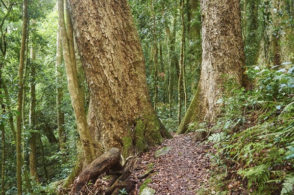 Landscape of a little walking path going through the rainforest in spring, Lamington National Park,